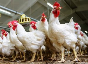 Harga Ayam Broiler Anjlok Saat Panen, Berharap Dukungan Pemerintah