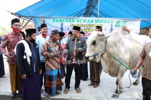 Sapi Kurban Jokowi Diserahkan ke Masjid Al-Mu’minun Lampung Timur