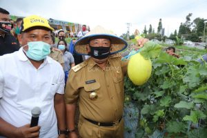 Arinal Panen Perdana Melon dan Semangka di Agrowisata Hortipark Pesawaran