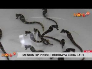 Mengintip Proses Budidaya Kuda Laut di Lampung