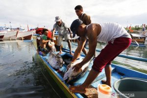 Produk Tuna Indonesia Raih Sertifikasi Standar Global