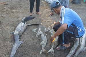 KKP Ajak Pihak Bersinergi Lestarikan Hiu dan Pari