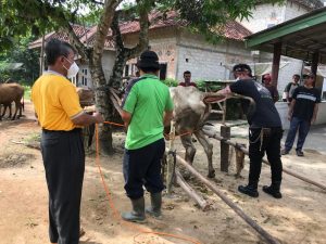 Tubaba Terus Berupaya Meningkatkan Populasi Ternak Sapi