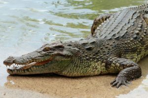 Warga Lampung Timur Diterkam Buaya saat Memancing