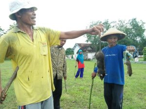 Di Karawang, Ada Sayembara Tangkap Tikus