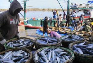 Perairan-Pasar Ikan Perlu Pengawasan Berkala Demi Ekonomi, Kesehatan dan Biota Laut