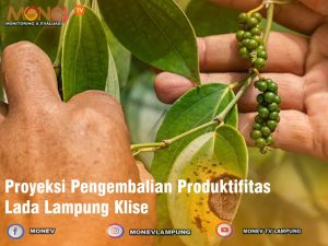 Proyeksi Pengembalian Produktifitas Lada Lampung Klise