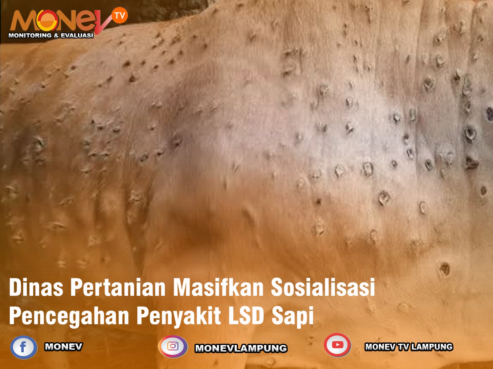 Dinas Pertanian Masifkan Sosialisasi Pencegahan Penyakit Lsd Sapi