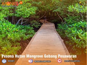 Pesona Hutan Mangrove Gebang Pesawaran