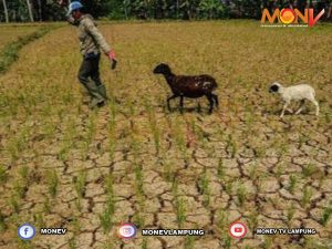 Antisipasi Penurunan Produktivitas Pertanian Lampung yang Terancam Fenomena El Nino