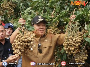 Lampung Timur Sentra Pengembangan Kelengkeng