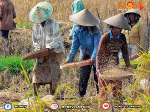 Pertanian Belum Janjikan Kesejahteraan